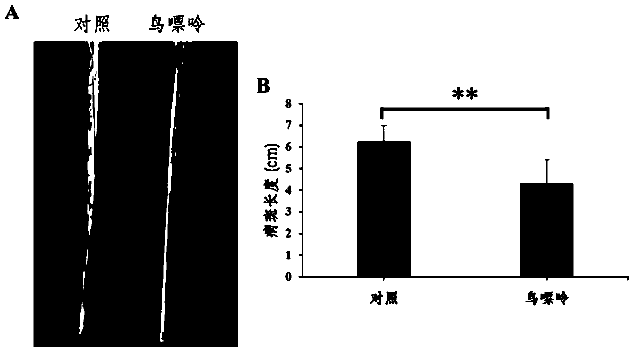 Purine alkali plant immune resistance inducer and application thereof