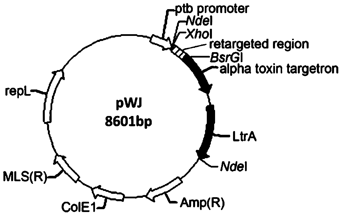 A method for improving the stress resistance of Clostridium beijerinckii ferulic acid