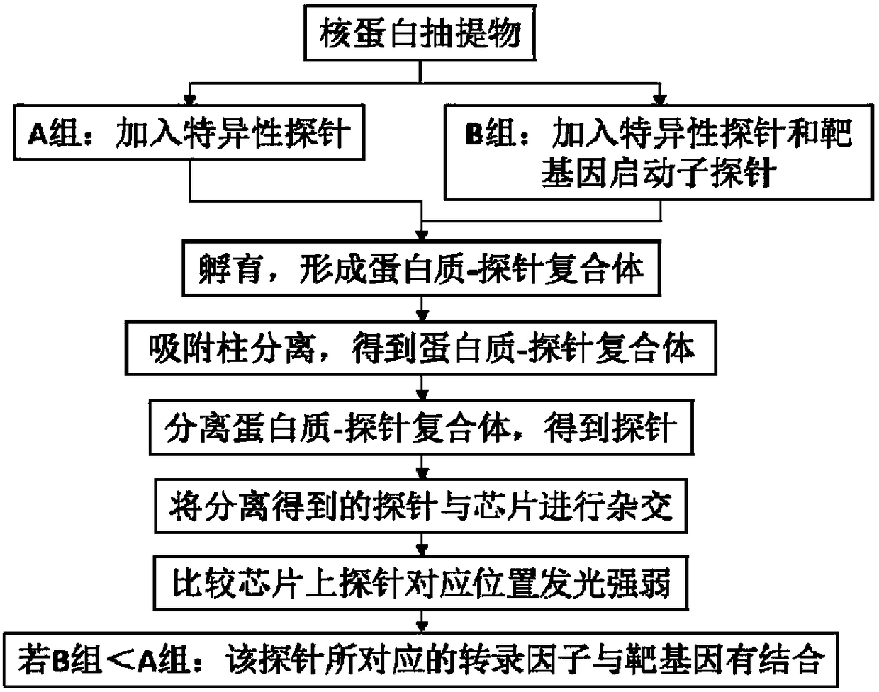 Transcription factor chip kit and method for high throughput screening of target gene transcription factor