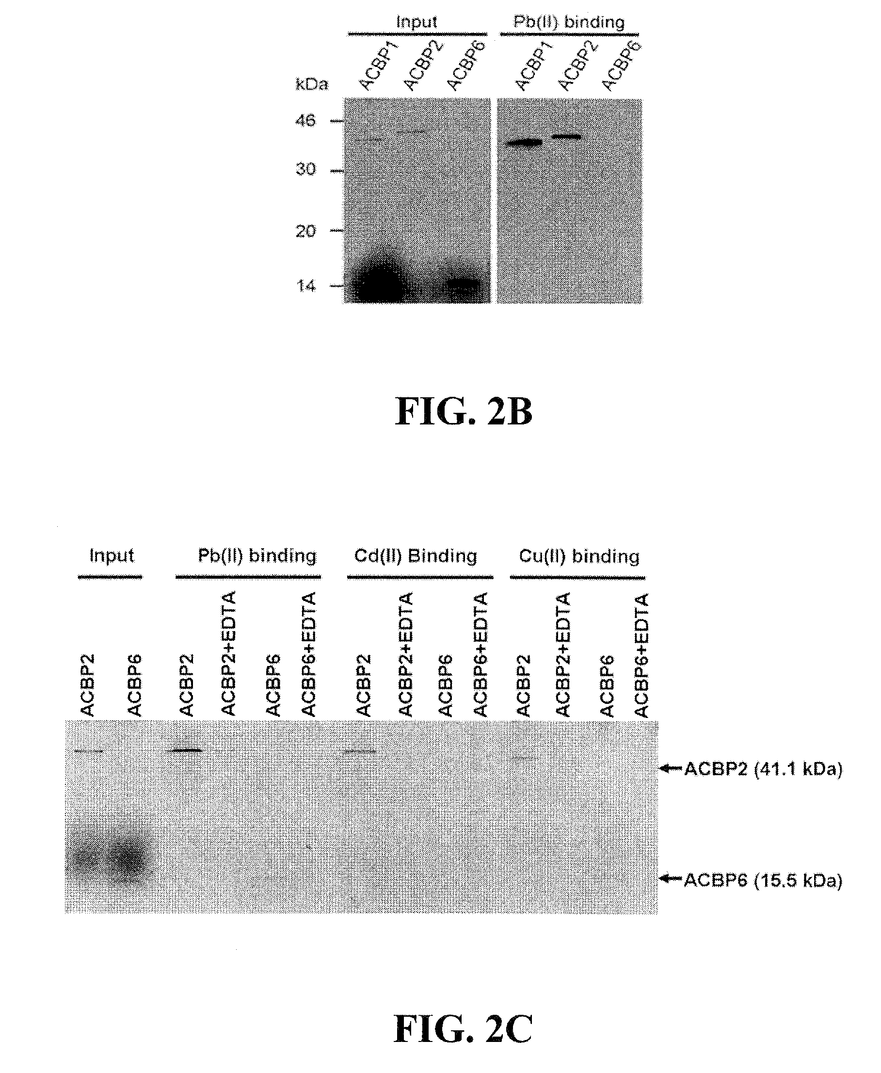 Methods of Using Transformed Plants Expressing Plant-Derived Acyl-CoEnzyme-A-Binding Proteins in Phytoremediation