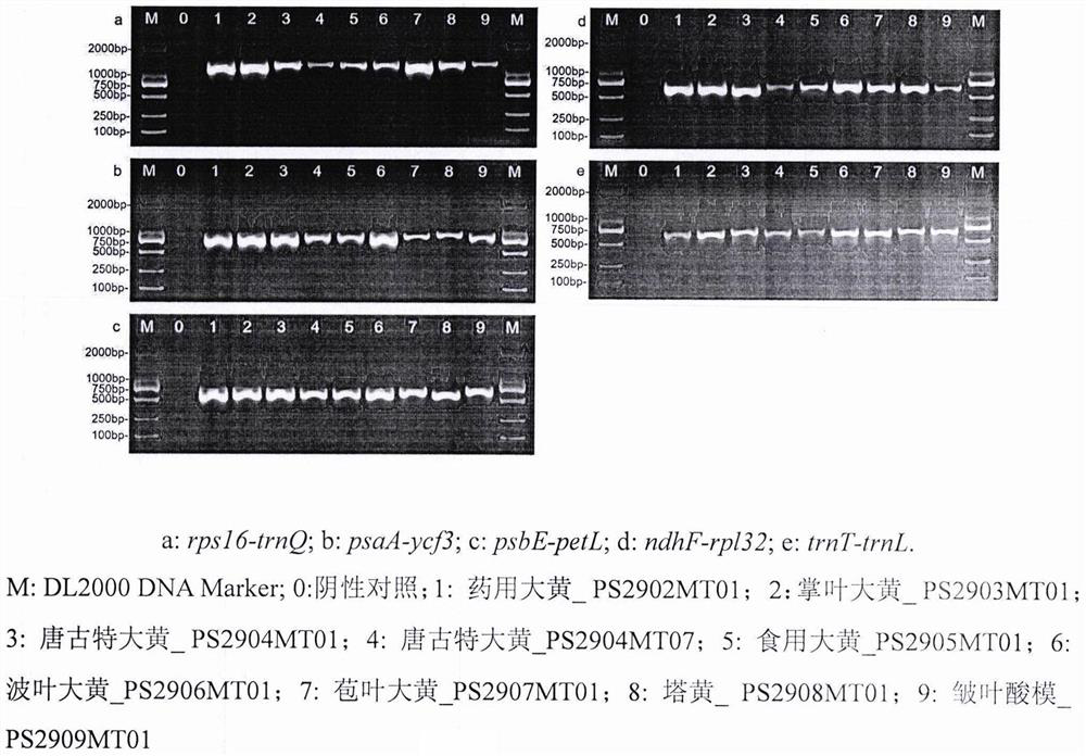 Method for identifying three original species of rhei radix et rhizoma medicinal material and application