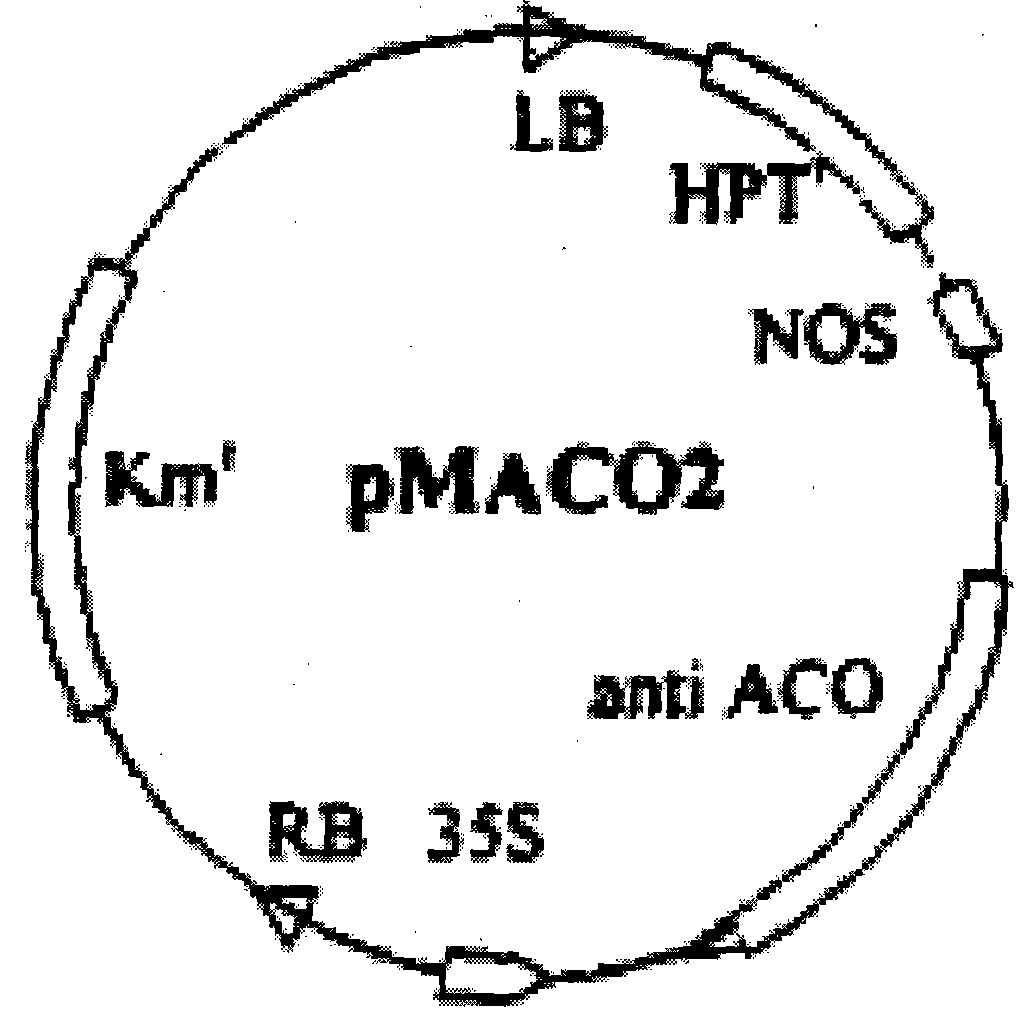 Method for culturing transgenic dianthus through agrobacterium-mediated embryogenic callus transformation