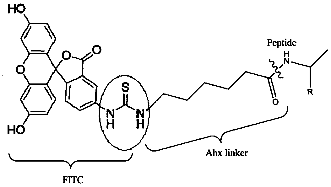 Specific D-type polypeptide in targeted binding with lymph cancer cell lines and application thereof