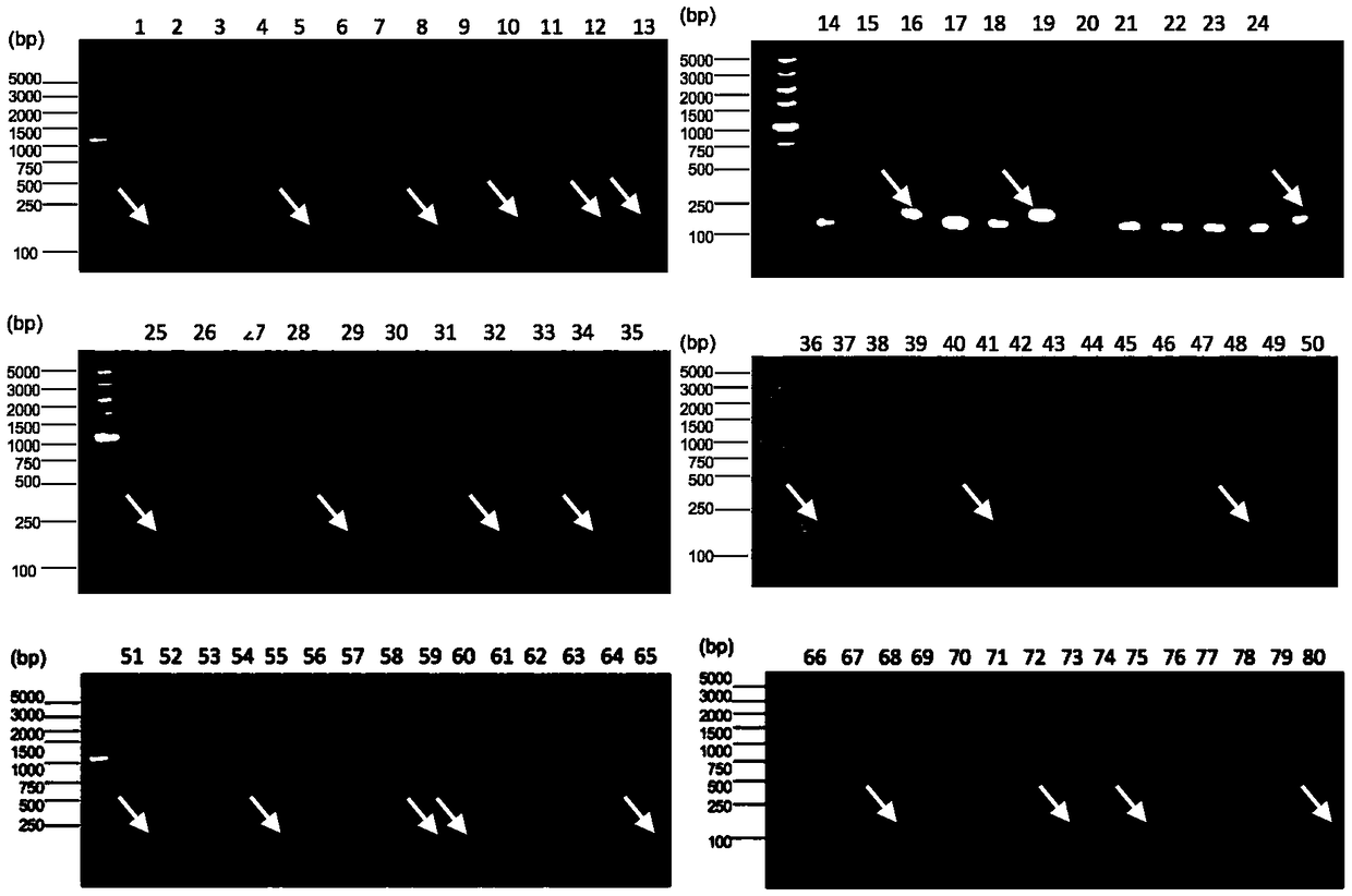 Specific D-type polypeptide in targeted binding with lymph cancer cell lines and application thereof