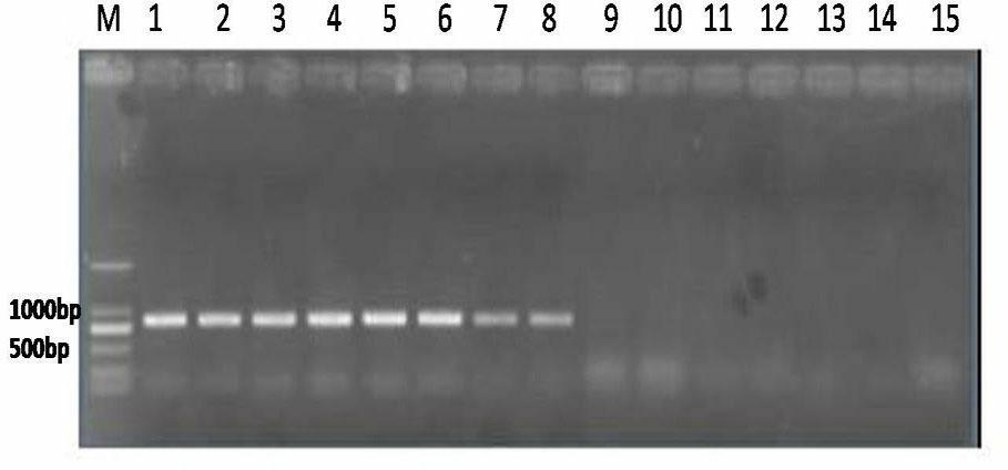 Polymerase chain reaction (PCR) detection kit for maize curvularia leaf spot and detection method for PCR detection kit