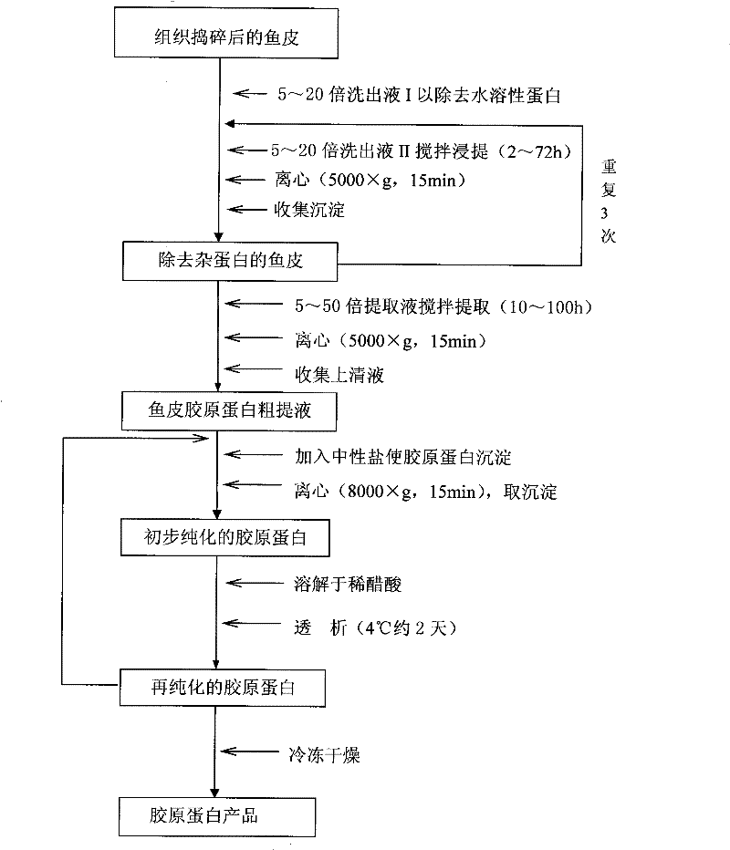 Ocean cephalopod skin glue collagen and preparation method thereof