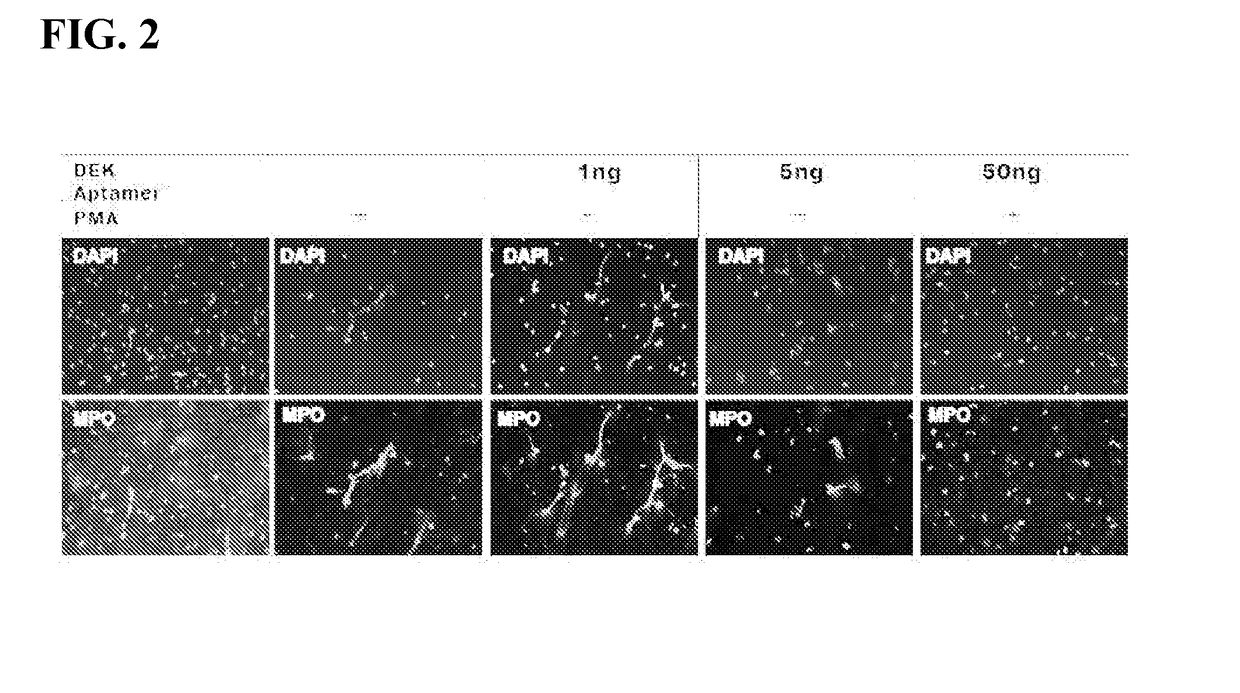 Inhibitors of dek protein and related methods