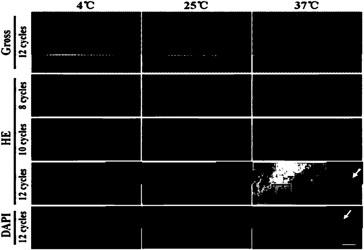 Tissue engineering cartilage framework as well as preparation method and application thereof