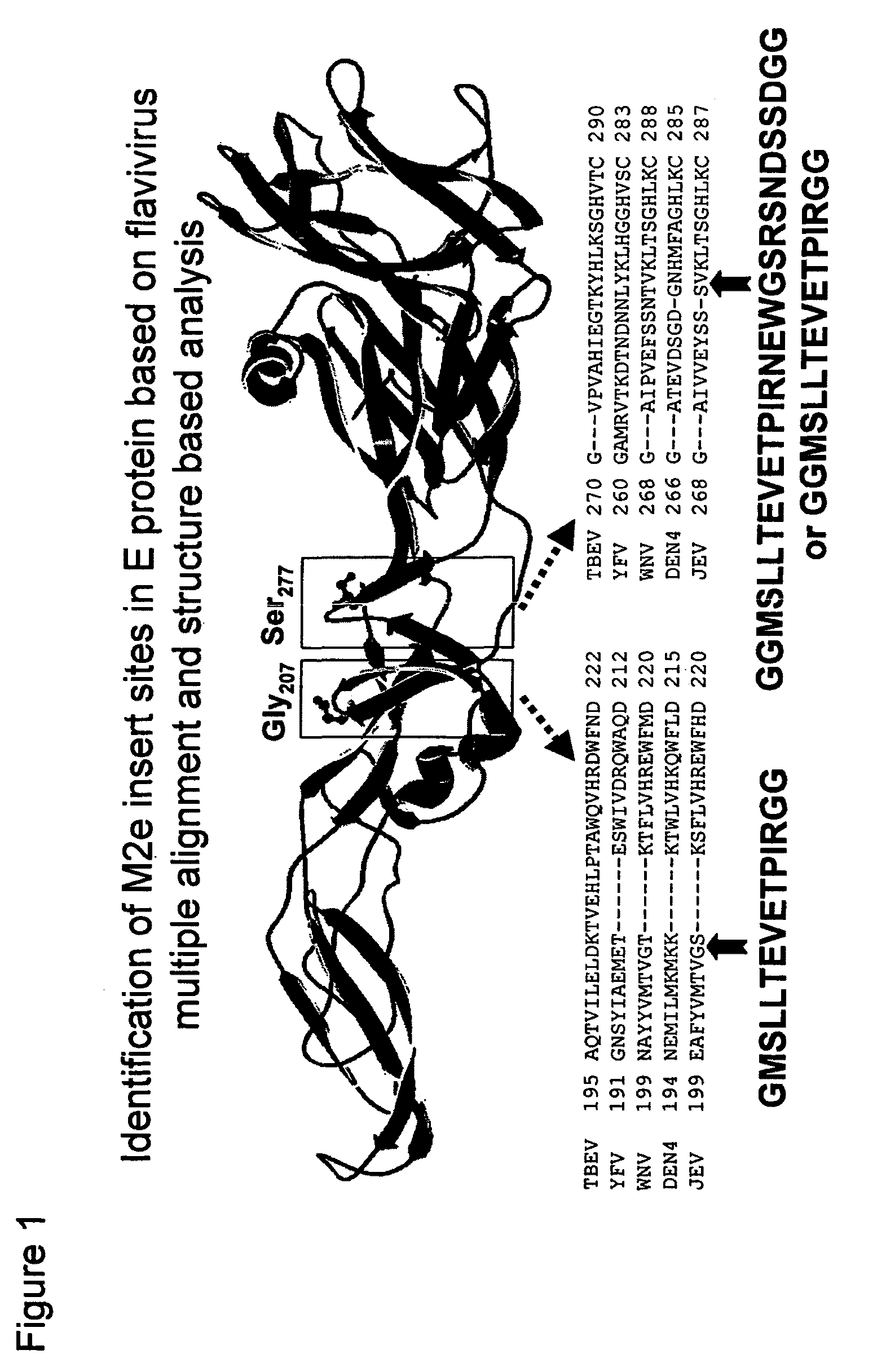 Flavivirus vaccine vector against influenza virus