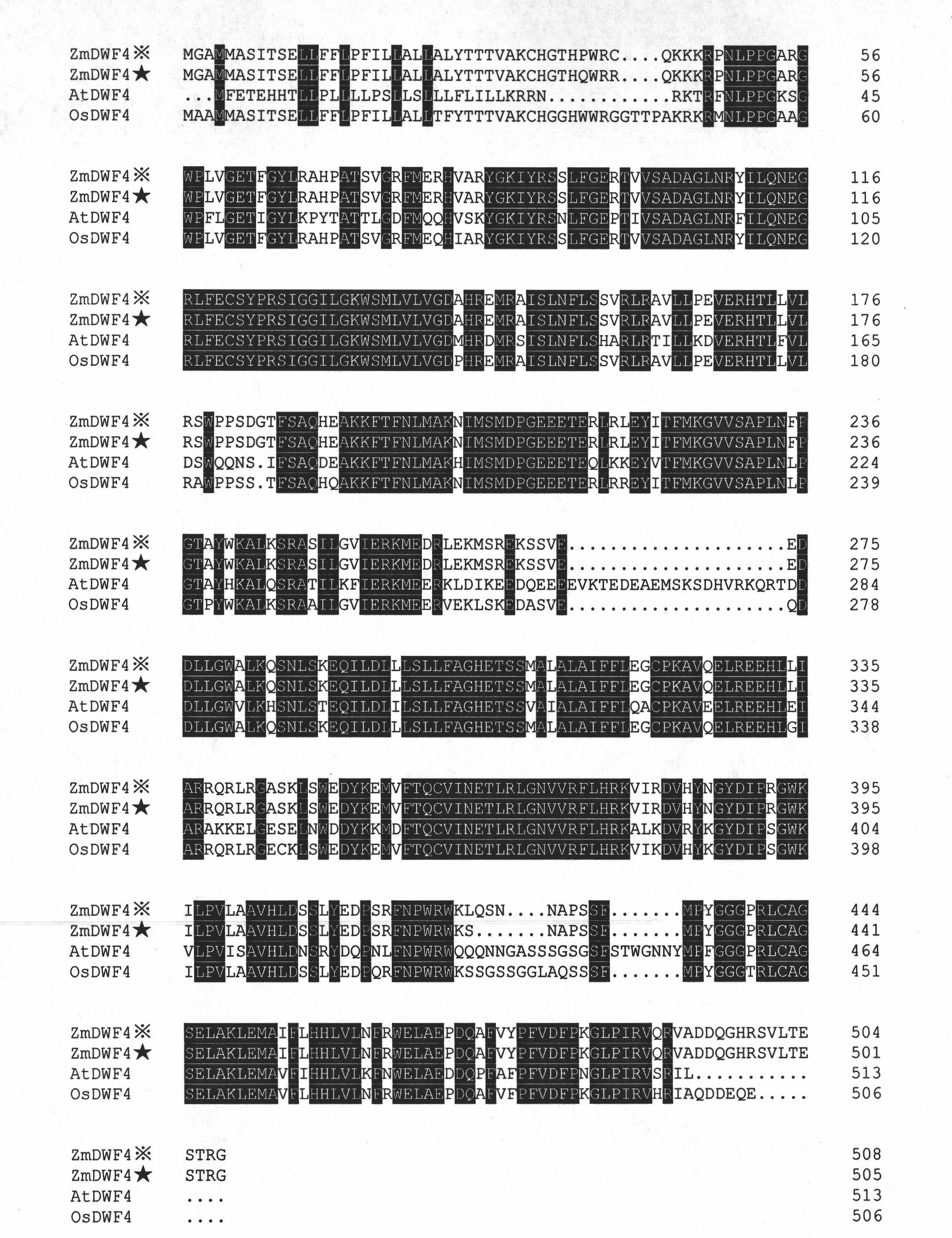 Maize DWF4 gene and expression vector, application and plant thereof