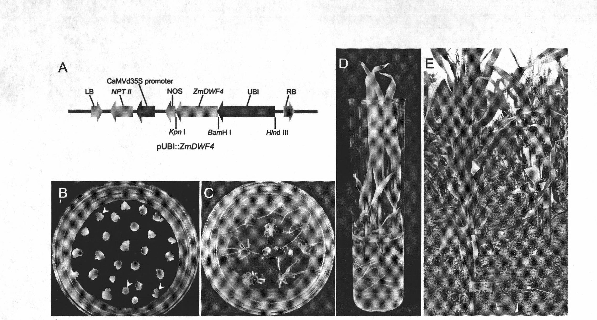 Maize DWF4 gene and expression vector, application and plant thereof