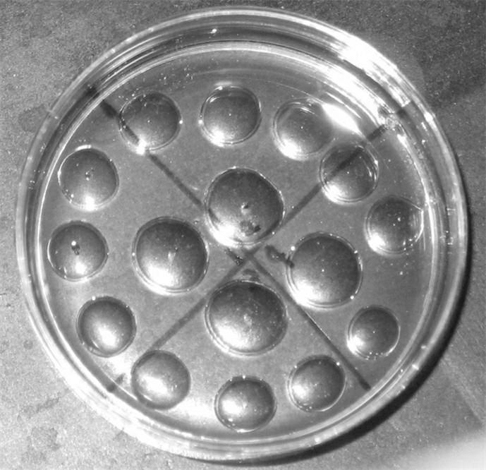 Method for removing mouse oocyte nuclei by adopting zona pellucida solution cavity method