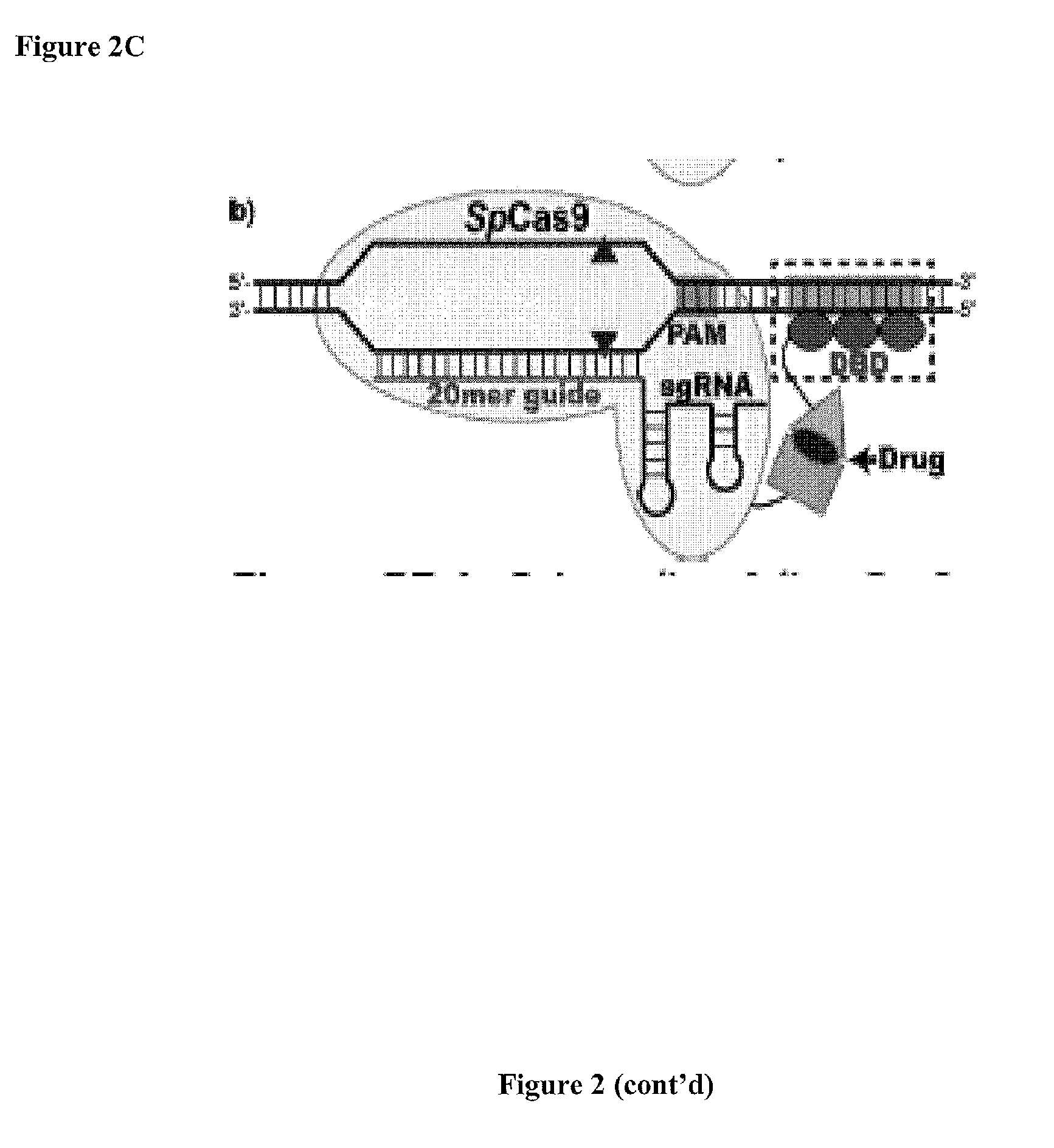 Cas9-DNA Targeting Unit Chimeras