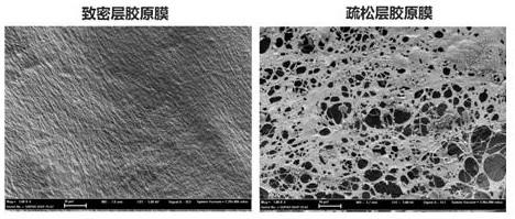 Collagen-based bilayer membrane material with directional release of loaded growth factors and its manufacturing method