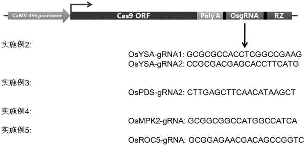 CRISPR/Cas9 single transcription unit directionally modified backbone vector and application thereof