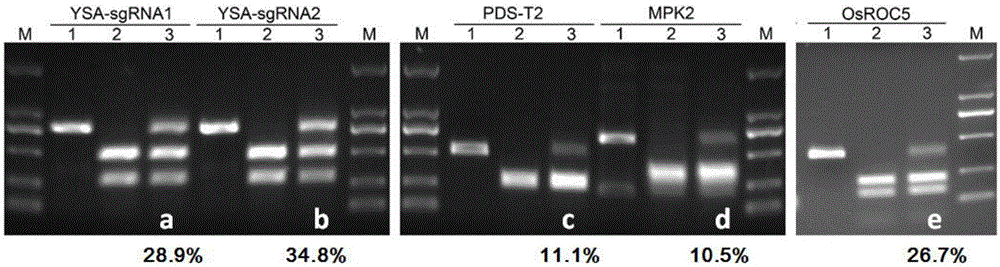 CRISPR/Cas9 single transcription unit directionally modified backbone vector and application thereof