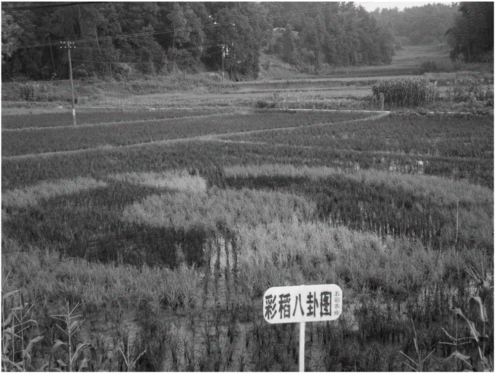 Method for accurately making landscape pattern by utilizing color rice