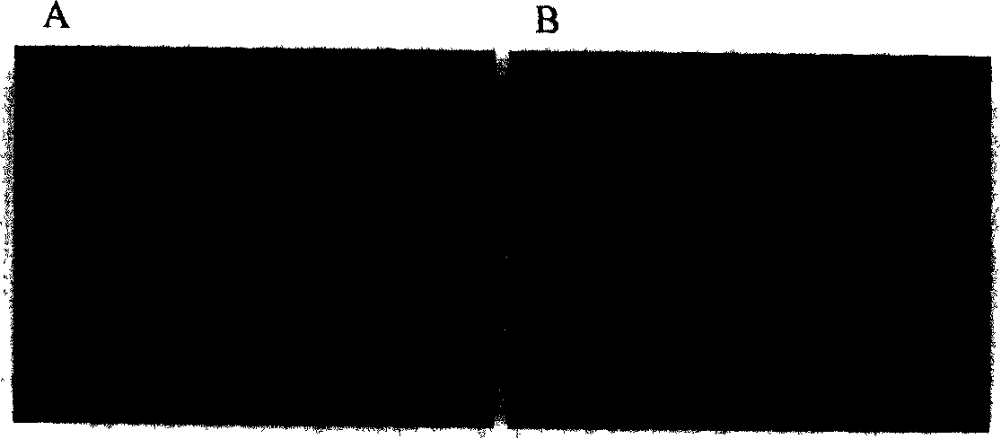 Fetus liver stroma cell strain expressing alkaline fibroblast growth factor and uses thereof