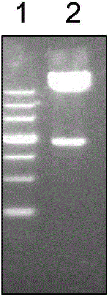 PA (pseudomonas aeruginosa) recombinant protein Vac33, as well as preparation method and application thereof