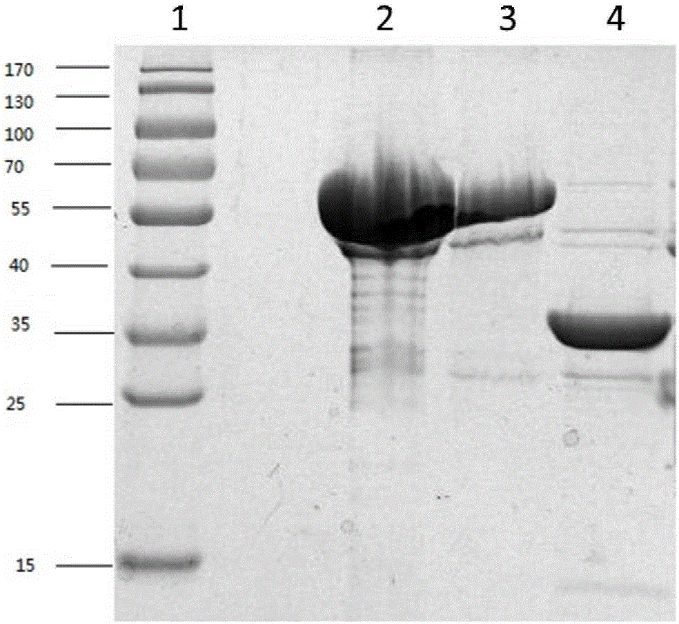 PA (pseudomonas aeruginosa) recombinant protein Vac33, as well as preparation method and application thereof