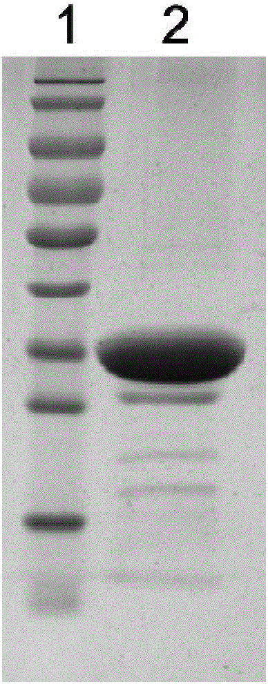 PA (pseudomonas aeruginosa) recombinant protein Vac33, as well as preparation method and application thereof