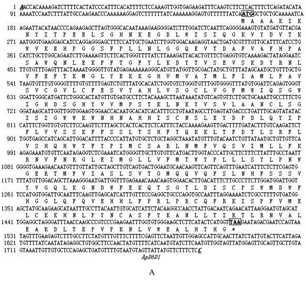 Asperugo procumbens delta6-fatty acid desaturase ApD6D gene family as well as recombinant expression vector and application thereof