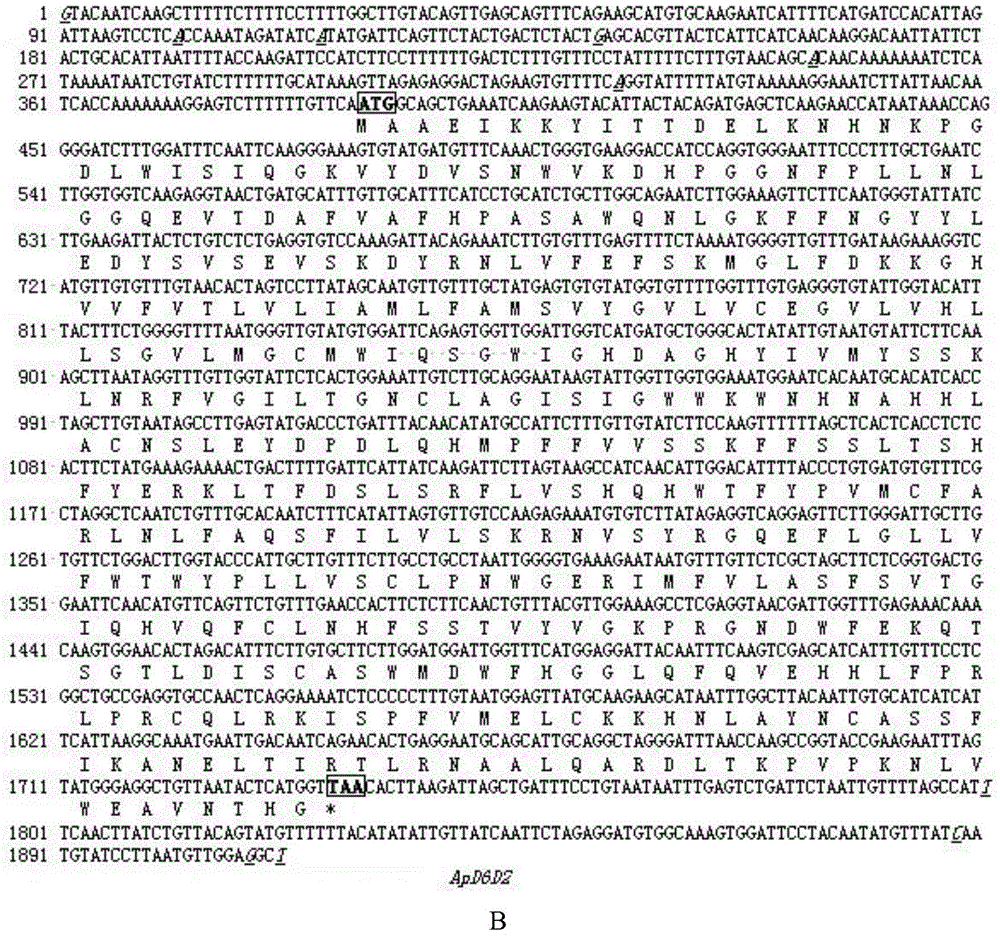 Asperugo procumbens delta6-fatty acid desaturase ApD6D gene family as well as recombinant expression vector and application thereof