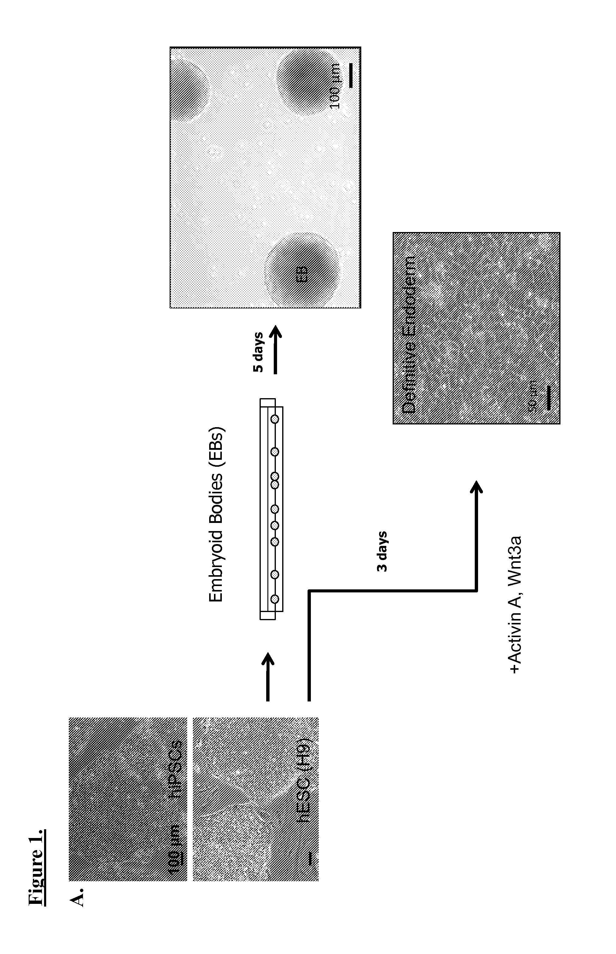 Pancreatic insulin-producing beta-cell lines derived from human pluripotent stem cells