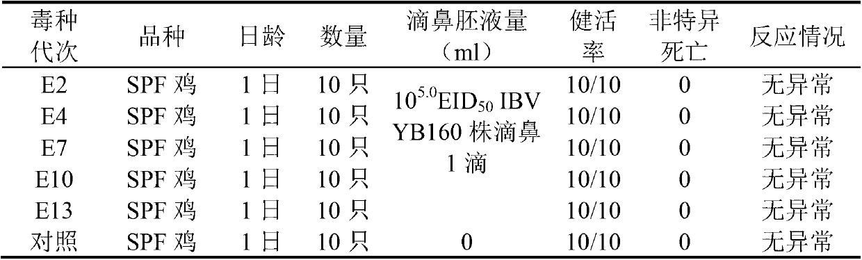 Infectious bronchitis virus attenuated vaccine strain