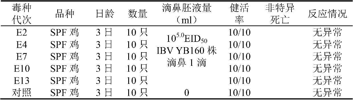 Infectious bronchitis virus attenuated vaccine strain