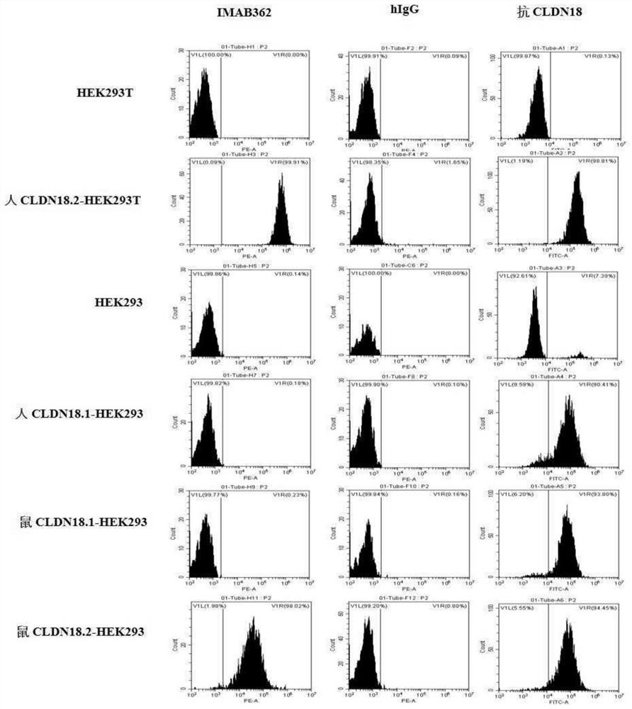 Novel cldn18.2-binding molecules