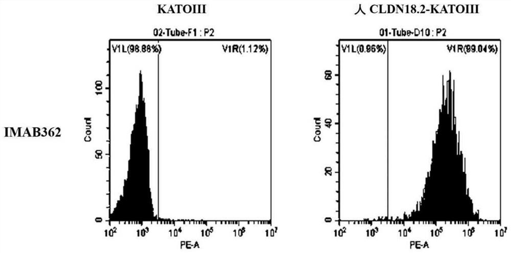 Novel cldn18.2-binding molecules