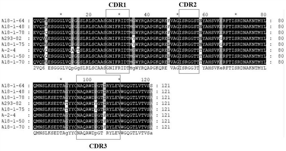 Novel cldn18.2-binding molecules