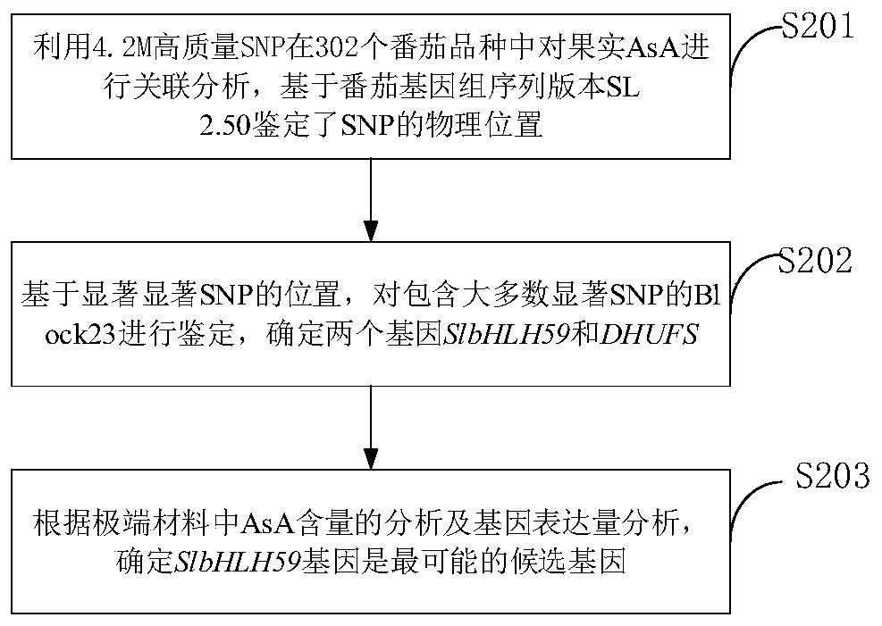 A kind of slbhlh59 gene regulating tomato fruit ascorbic acid content and its application method