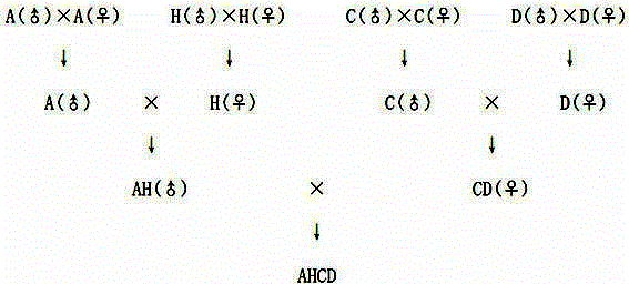 Method for breeding new strain of chickens with iron feet and yellow speckle feathers