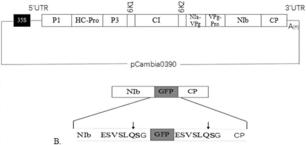 Construction and application of infectious clone expression vector of watermelon mosaic virus