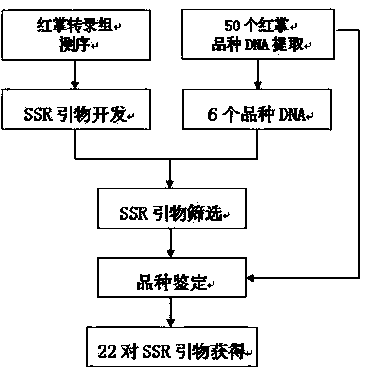 Anthurium SSR (Simple Sequence Repeat) primer pairs and kit based on transcriptome sequencing development