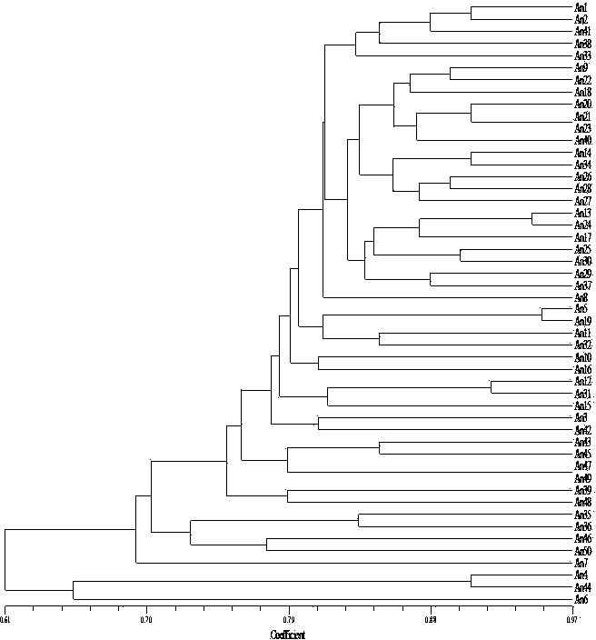 Anthurium SSR (Simple Sequence Repeat) primer pairs and kit based on transcriptome sequencing development