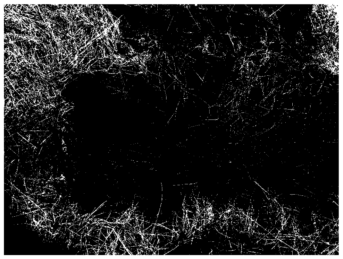 Method of establishing fruit-wood forest of Carya illinoinensis