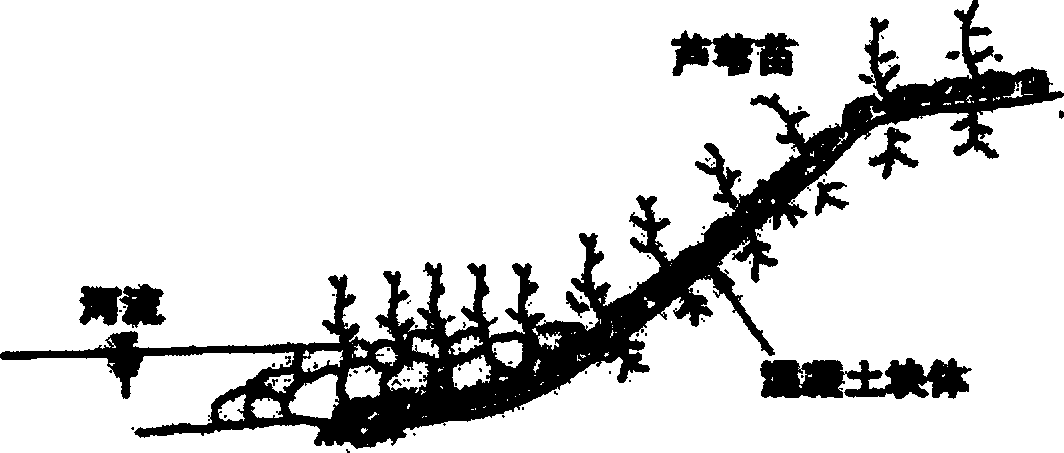 Engineering method for recovering degenerated river bank by reed