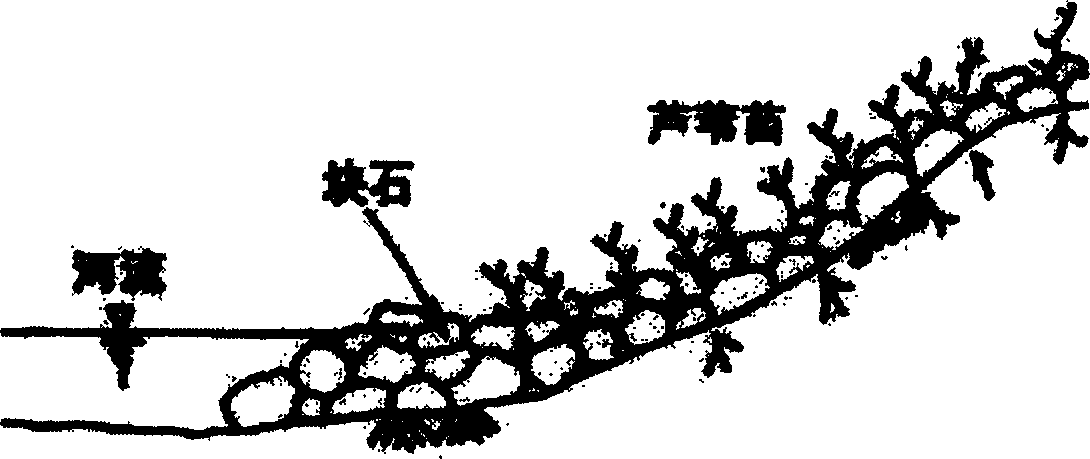 Engineering method for recovering degenerated river bank by reed