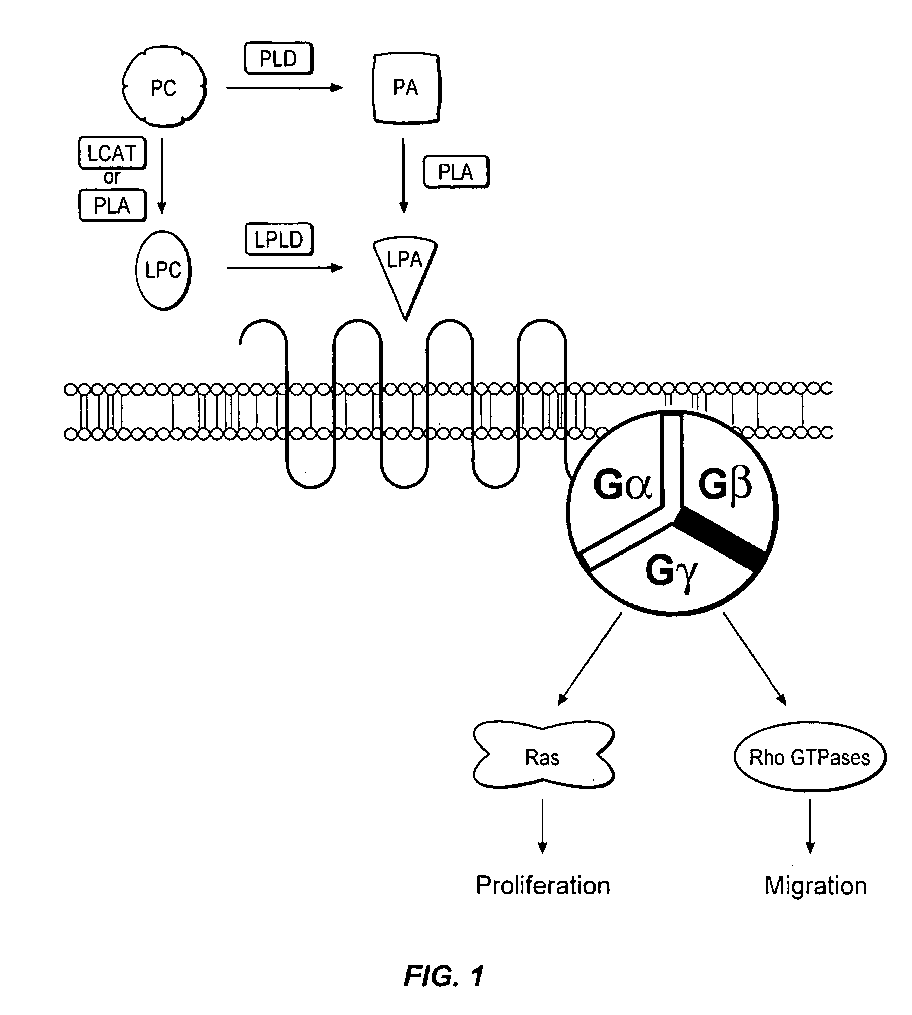 Compounds and methods of use thereof for assaying lysophospholipase D activity