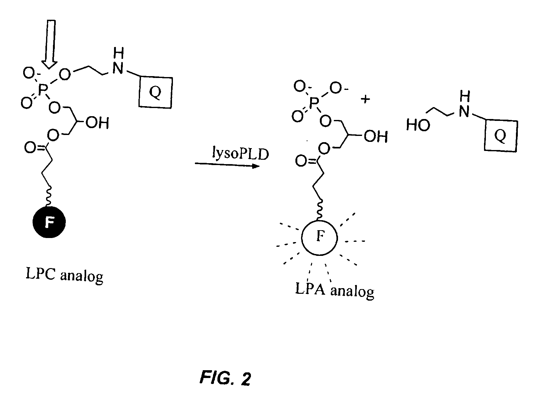 Compounds and methods of use thereof for assaying lysophospholipase D activity