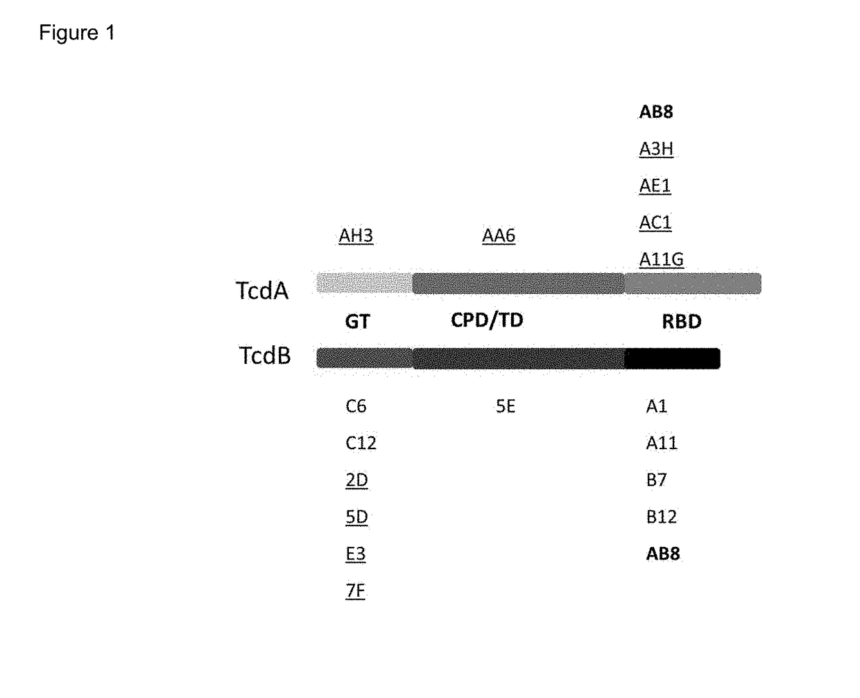 Tetra-specific, octameric binding agents and antibodies against clostridium difficile toxin a and toxin b for treatment of c. difficile infection