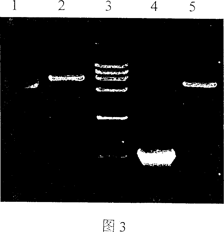 Use of human homology cassette gene LHX4 in preparing medicine for treating phaeochromocytoma