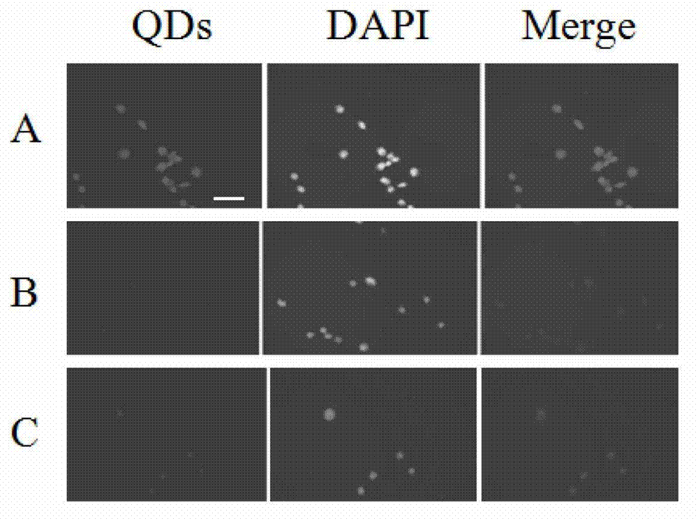 Quantum dot targeting probe for colorectal cancer tumor tissue identification and preparation method thereof