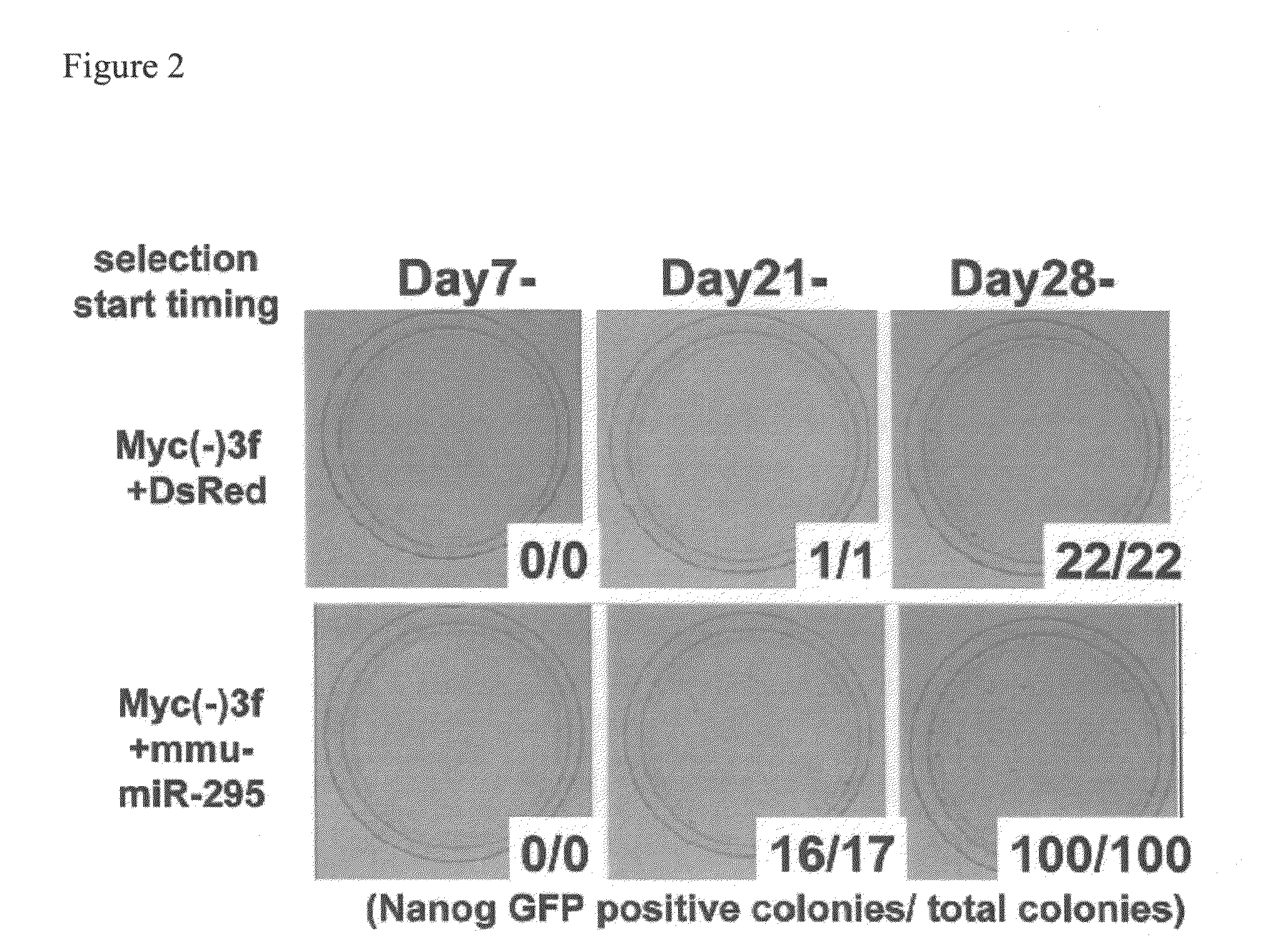 Efficient method for nuclear reprogramming