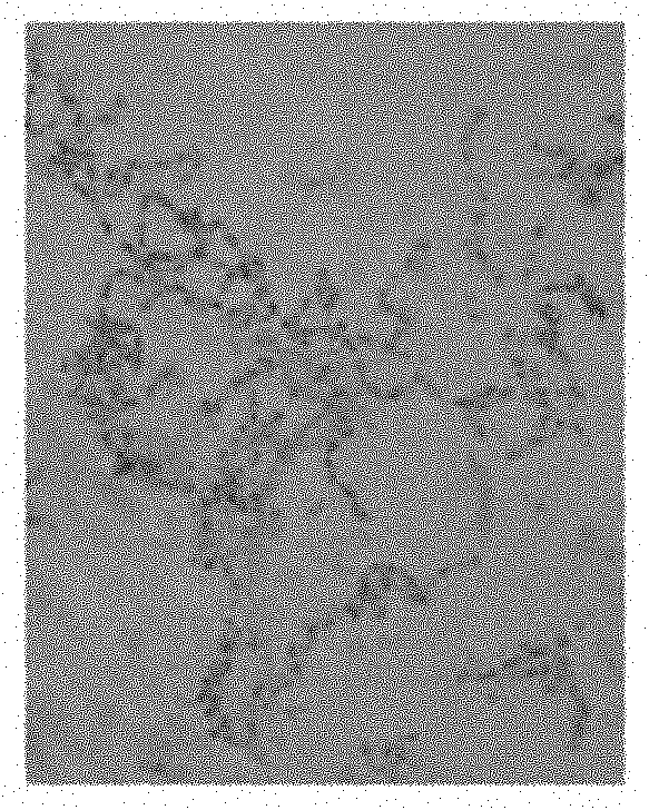 Culture medium for producing spores, and optimizing process and application thereof