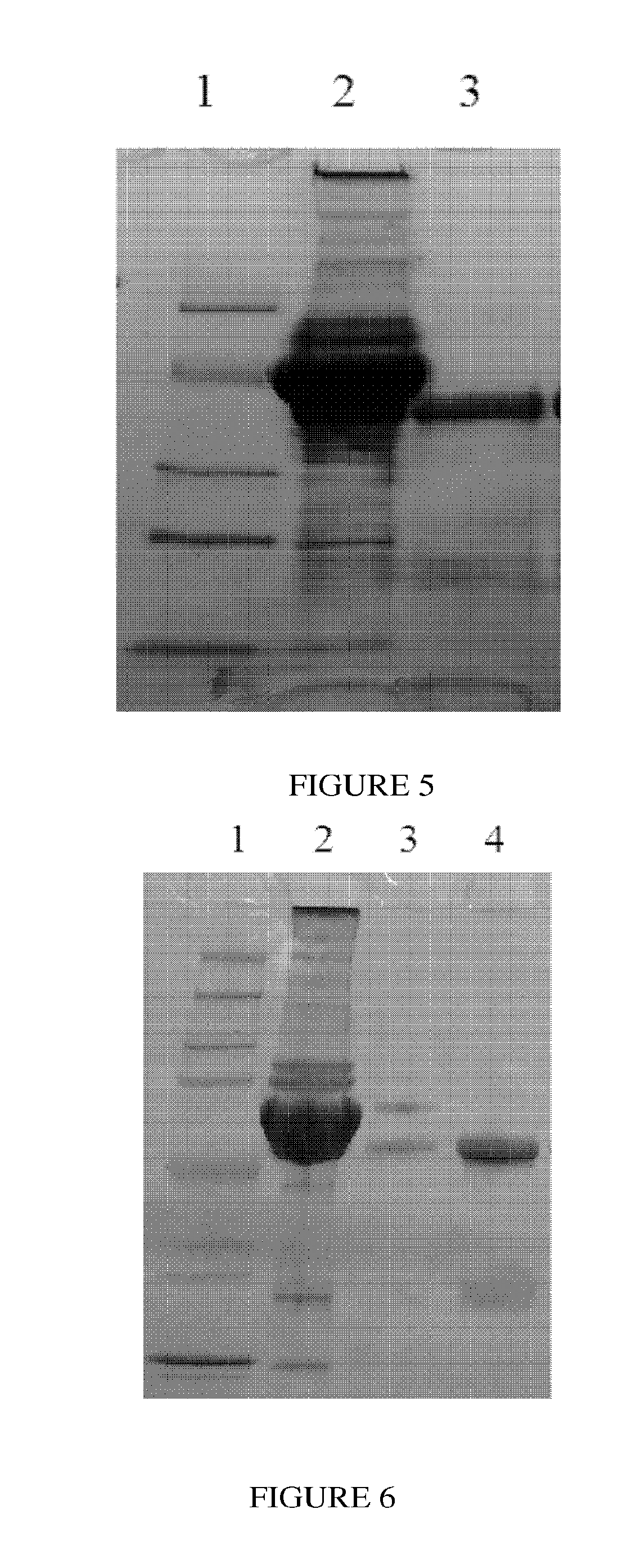 Protein a mutants having high alkali resistance and methods of use thereof