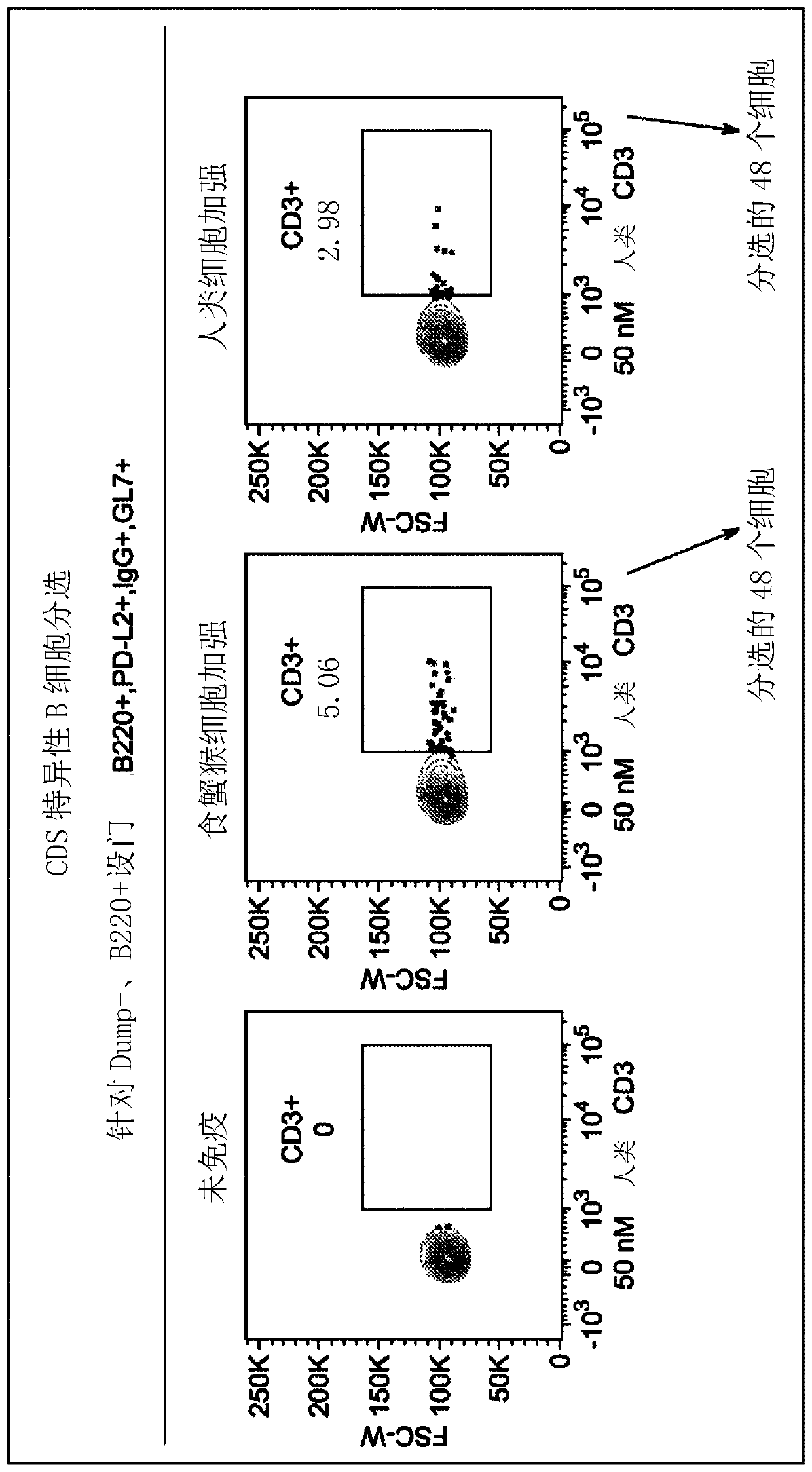 Anti-cd3-binding domains and antibodies comprising them, and methods for their generation and use